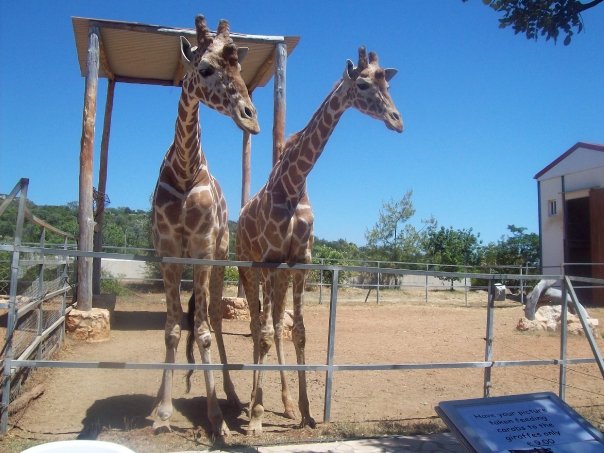 Giraffes at Pafos Zoo