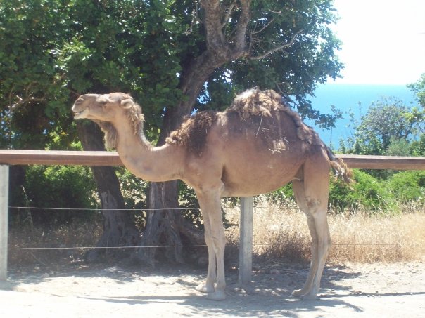 Camel at Pafos Zoo